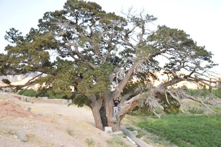 درخت اُرس ۲۵۰۰ ساله دیباج